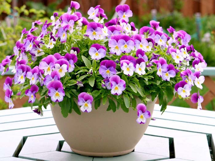 16. Pansy #fallflowersforpots #decorhomeideas