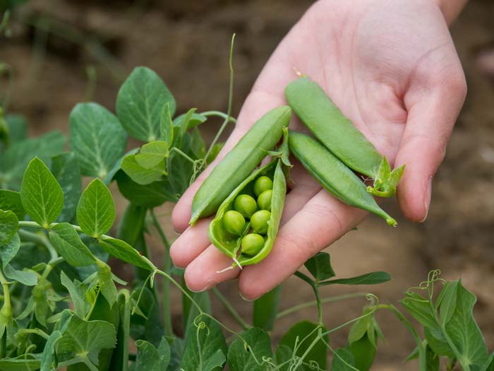 13. Peas #fallvegetables #decorhomeideas