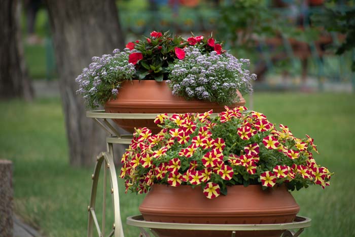 17. Petunias #fallflowersforpots #decorhomeideas