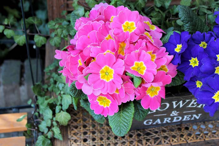 24. Primula #droughttolerantplants #decorhomeideas