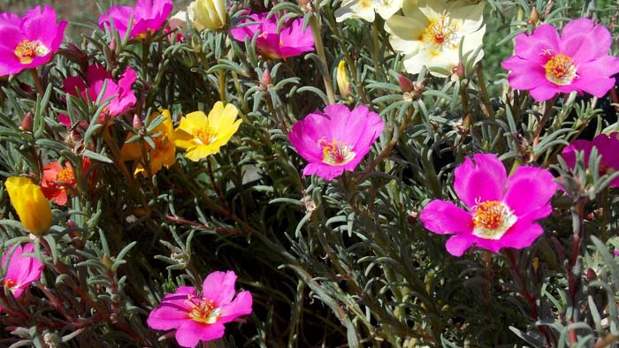 25. Purslane (Portulaca) #droughttolerantplants #decorhomeideas