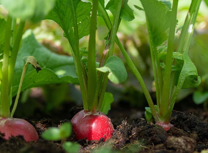 14. Radish #fallvegetables #decorhomeideas