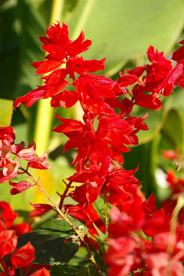 26. Red Salvia (Scarlet Sage) #droughttolerantplants #decorhomeideas