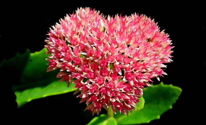 28. Stonecrops (Sedum) #droughttolerantplants #decorhomeideas