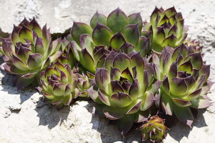 29. Succulent Plants #droughttolerantplants #decorhomeideas