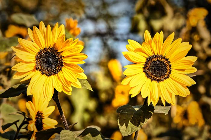 30. Sunflowers (Helianthus) #droughttolerantplants #decorhomeideas
