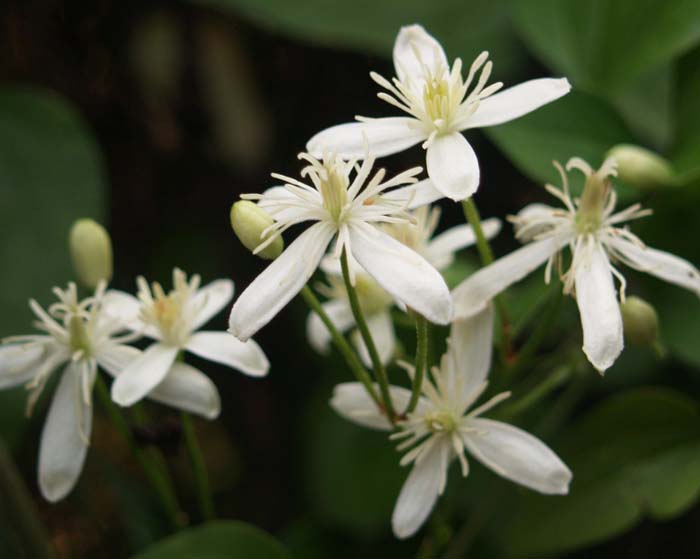 20. Sweet Autumn Clematis #fallflowersforpots #decorhomeideas