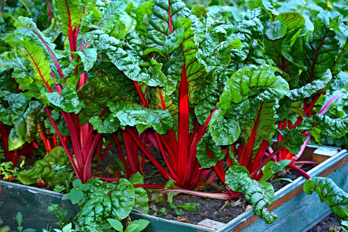 17. Swiss Chard #fallvegetables #decorhomeideas