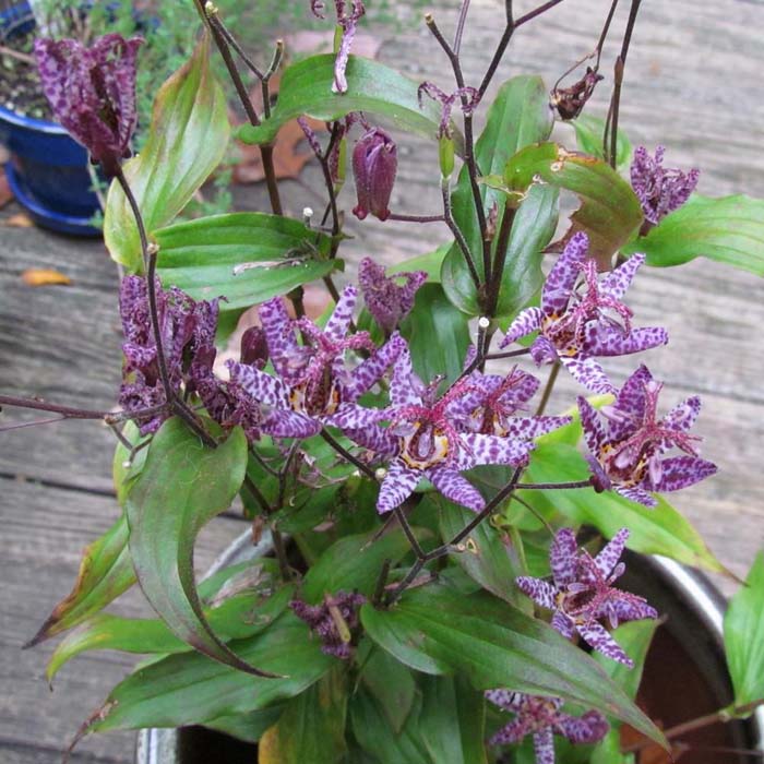 21. Toad Lily #fallflowersforpots #decorhomeideas