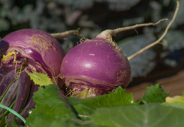 18. Turnip #fallvegetables #decorhomeideas