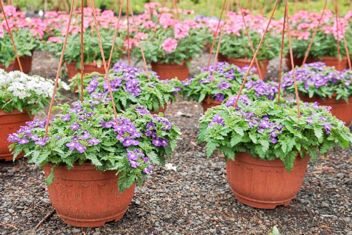 22. Verbena #fallflowersforpots #decorhomeideas