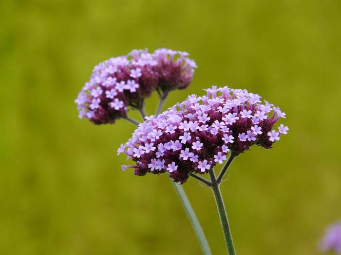 32. Verbena (Vervain) #droughttolerantplants #decorhomeideas