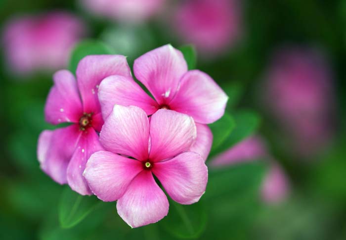 33. Vinca (Periwinkle) #droughttolerantplants #decorhomeideas