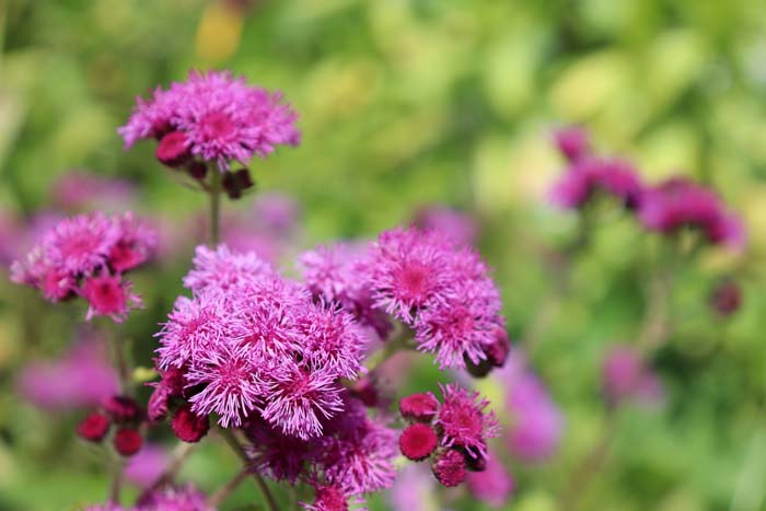 34. Whiteweed (Ageratum) #droughttolerantplants #decorhomeideas