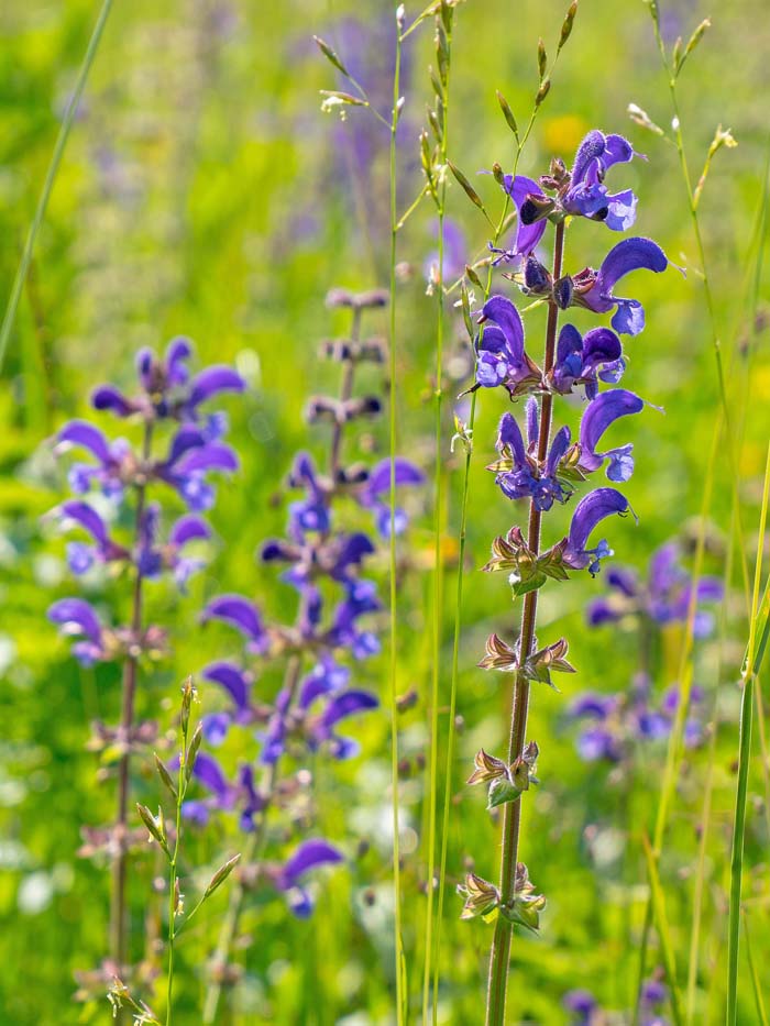 35. Wild Sage #droughttolerantplants #decorhomeideas