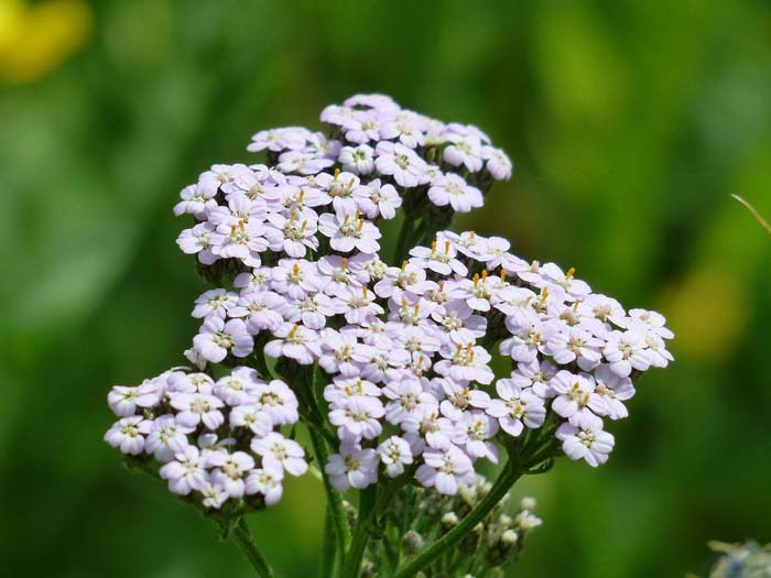 36. Yarrow (Achillea Millefolium) #droughttolerantplants #decorhomeideas