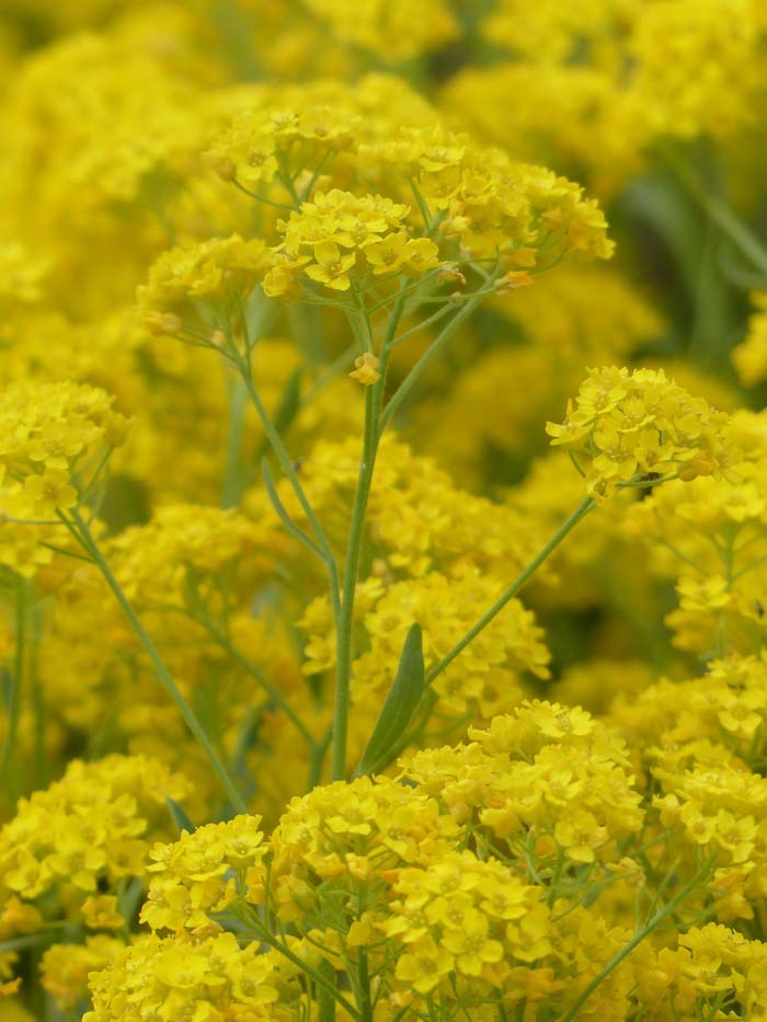 37. Yellow Alyssum (Stone Herb) #droughttolerantplants #decorhomeideas