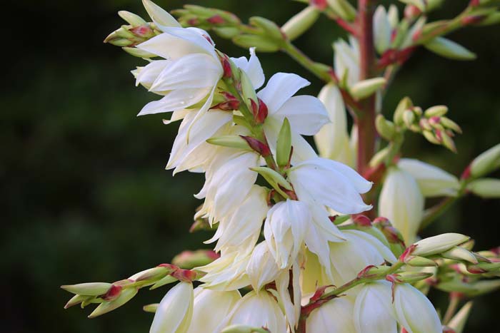 38. Yucca #droughttolerantplants #decorhomeideas