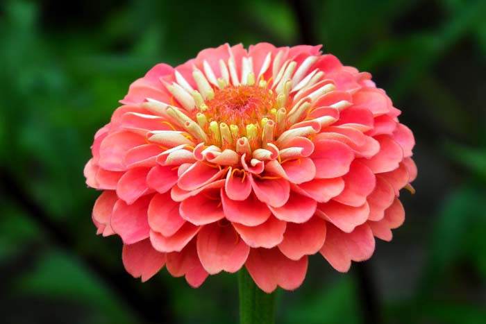 39. Zinnia #droughttolerantplants #decorhomeideas