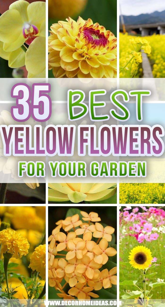 Best Yellow Flowers For Your Garden. Spruce up your backyard with yellow flowers that will add color and vibrance and also attract pollinators and butterflies. Give your garden the best fragrance. #decorhomeideas 