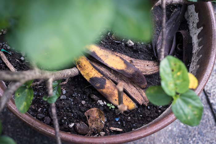 Aphid Control #garden #hacks #bananapeels #decorhomeideas