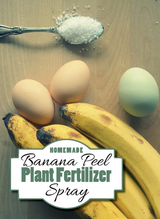 As a Spray-On Fertilizer #garden #hacks #bananapeels #decorhomeideas