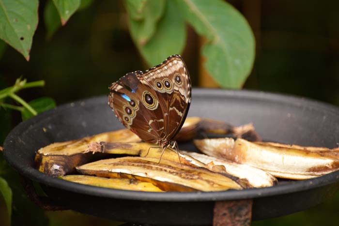 Attract Butterflies and Birds #garden #hacks #bananapeels #decorhomeideas
