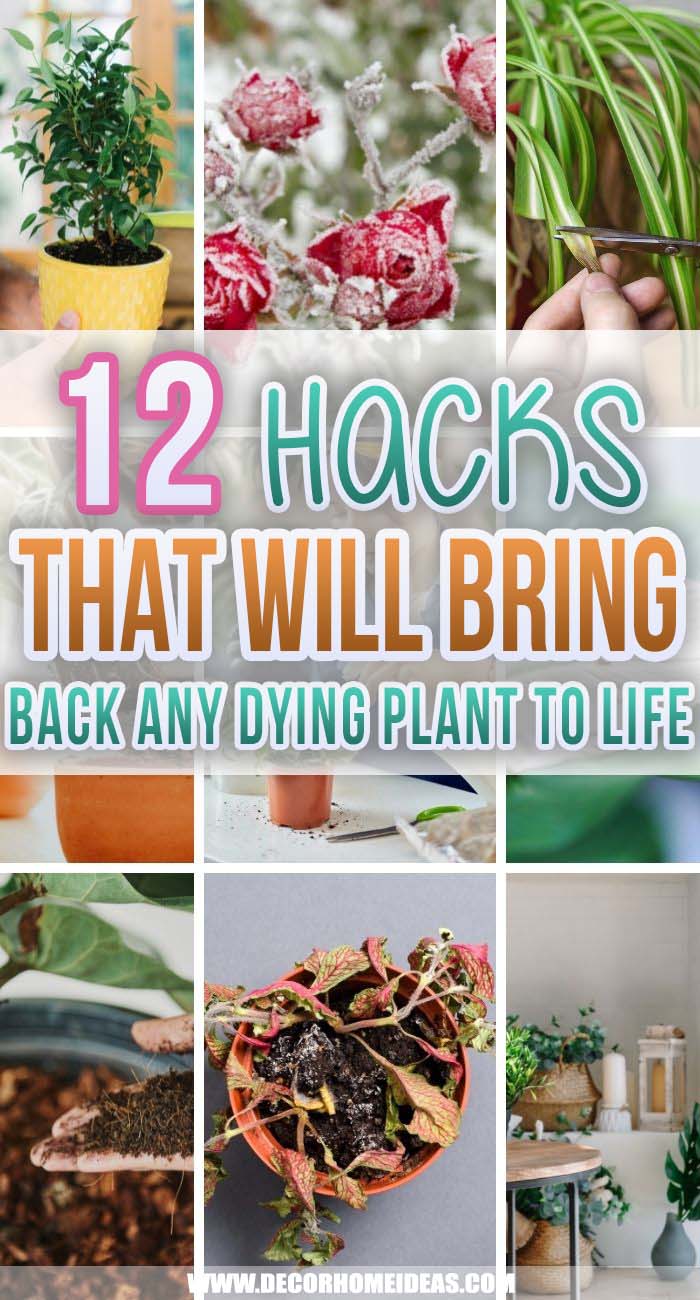 Best Hacks That Will Bring Back To Life Plants. Do you want to revive your dying plants that have no color or lush leaves? Here are some of the best Hacks That Will Bring Back Any Dying Plant to Life! #decorhomeideas