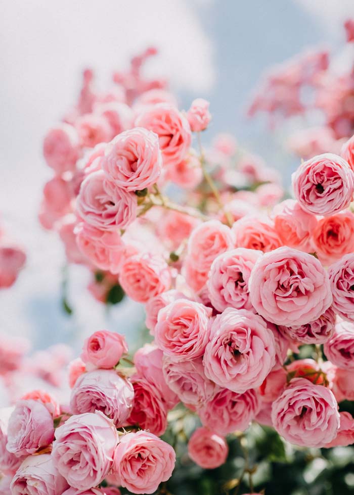 Boost Blooms in Roses #garden #hacks #bananapeels #decorhomeideas