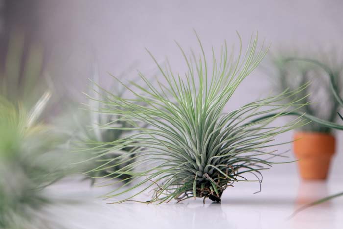 Establish Air Plants with a Banana Peel #garden #hacks #bananapeels #decorhomeideas