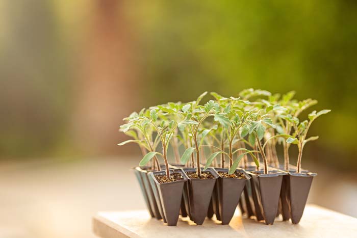 Feed Seedlings #garden #hacks #bananapeels #decorhomeideas