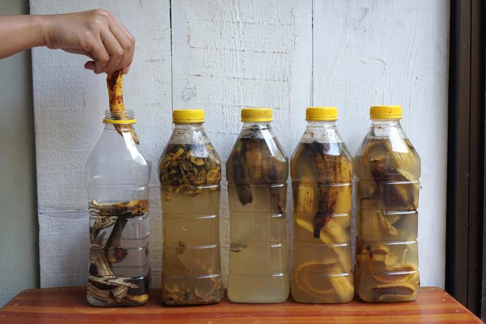 Feed Your Plants Banana Vinegar #garden #hacks #bananapeels #decorhomeideas