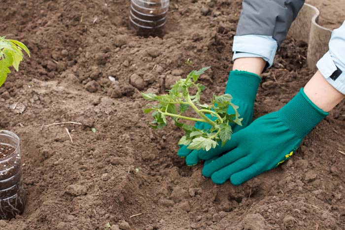 Fertilize Tomato Plants #garden #hacks #bananapeels #decorhomeideas