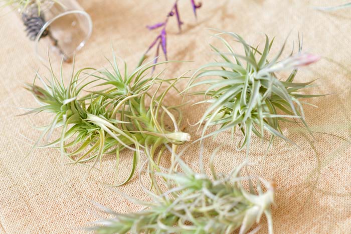 Fertilizer for Air Plants #garden #hacks #bananapeels #decorhomeideas