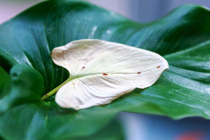 Remove Pests #hacks #houseplants #decorhomeideas