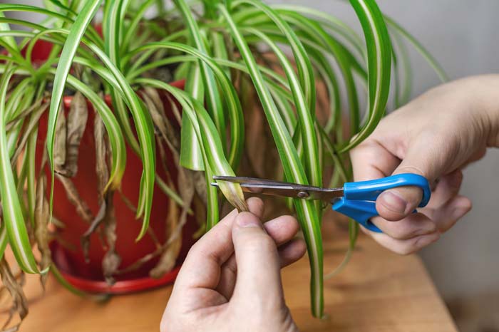 Trim Back Dead Bits #hacks #houseplants #decorhomeideas