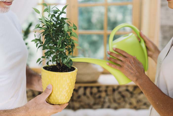 Use Filter Water for Your Plants! #hacks #houseplants #decorhomeideas