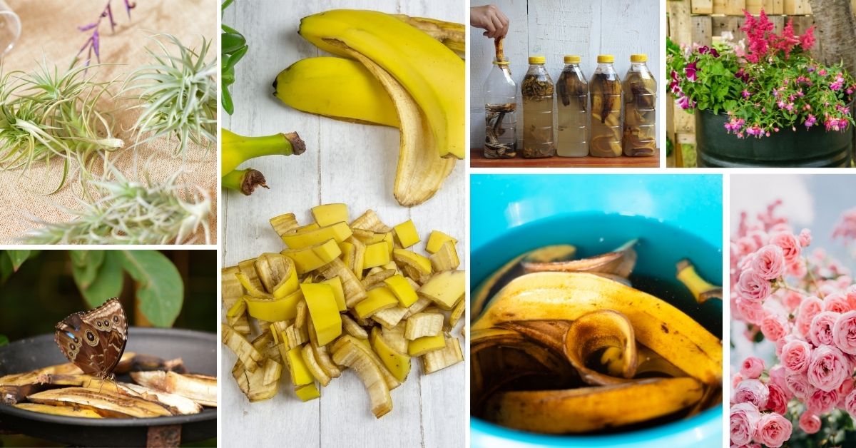 Ways To Use Banana Peels In Your Garden