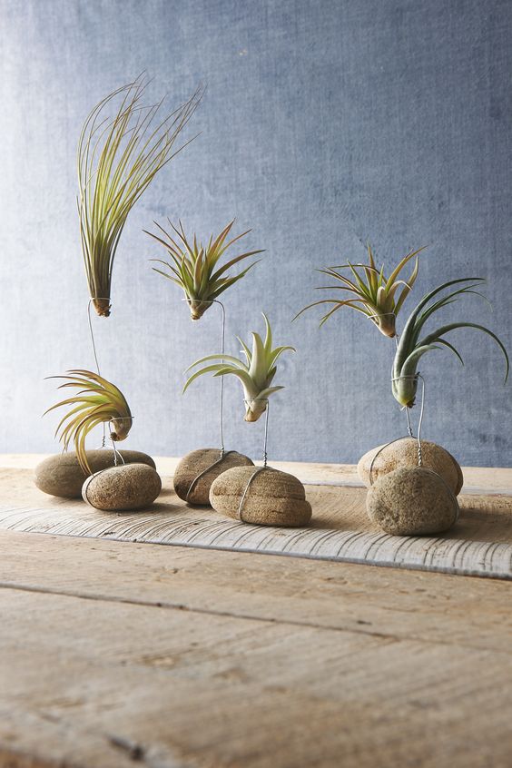 Air Plant Display #zengarden #minigarden #decorhomeideas