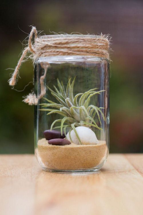 An Air Plant In Jar #zengarden #minigarden #decorhomeideas