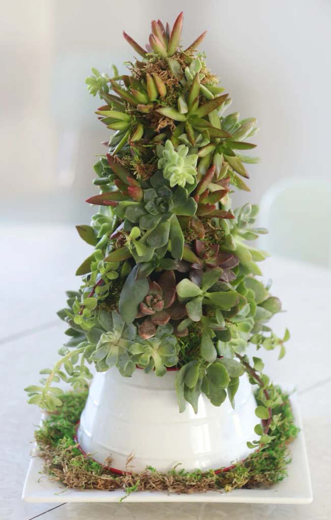 Compact Christmas Tree for a Small Table #christmastree #succulent #decorhomeideas