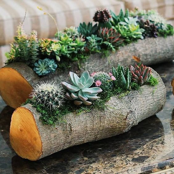 Indoor Succulents Grow In Logs #zengarden #minigarden #decorhomeideas