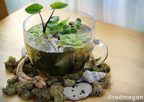 Indoor Tabletop Water Garden #zengarden #minigarden #decorhomeideas