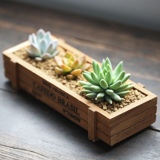 Succulent In Mini Wooden Box #zengarden #minigarden #decorhomeideas