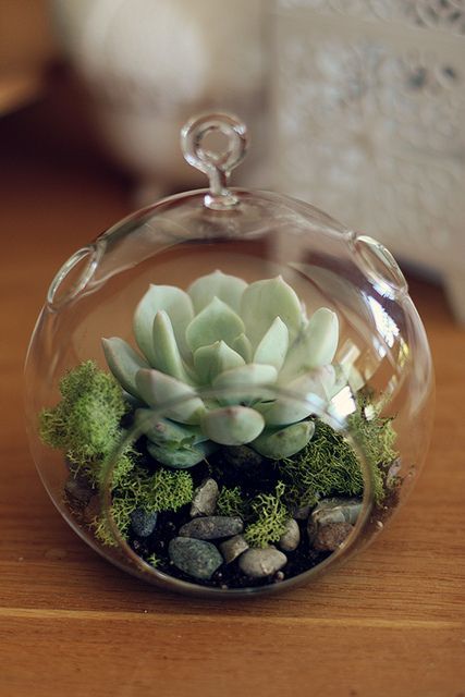 Succulent Terrarium #zengarden #minigarden #decorhomeideas