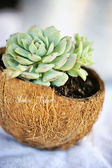 Succulents In A Coconut Half Shell #zengarden #minigarden #decorhomeideas