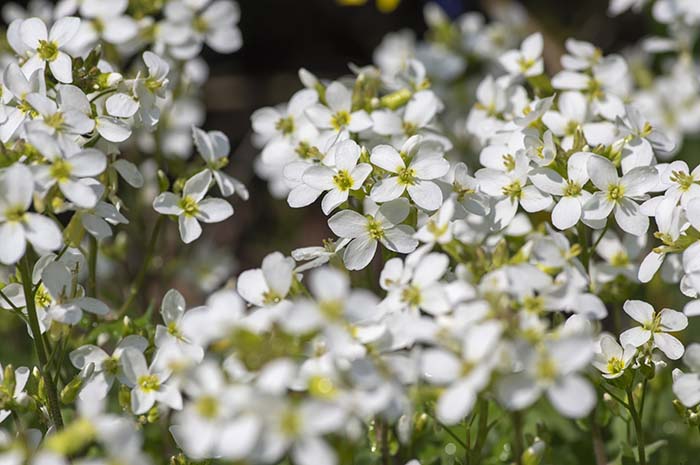 Arabis Caucasica Spring Flowers