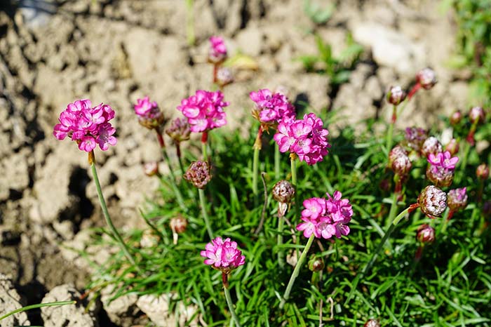 Armeria Maritima Spring Flowers