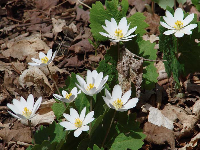 Bloodroot Spring Flower