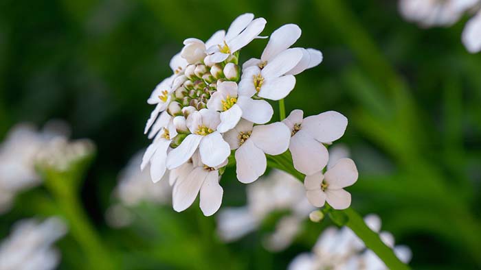 Candytuft Spring Flowers